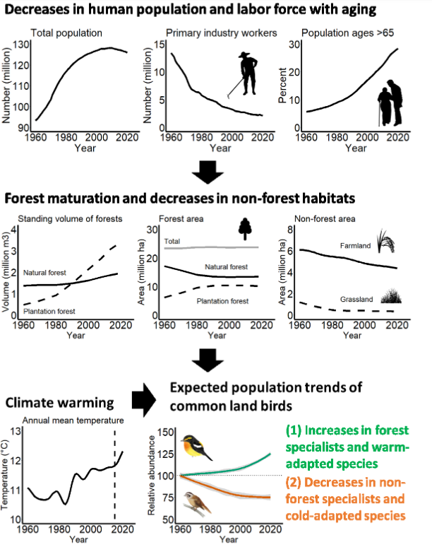 Good news for #conservation!🐦🌳 Katayama et al shared that declining bird population due to secondary succession and climate warming can be reversed by active #restoration and #rewilding forests. You can read more at doi.org/10.1111/cobi.1…

#birdconservation #science