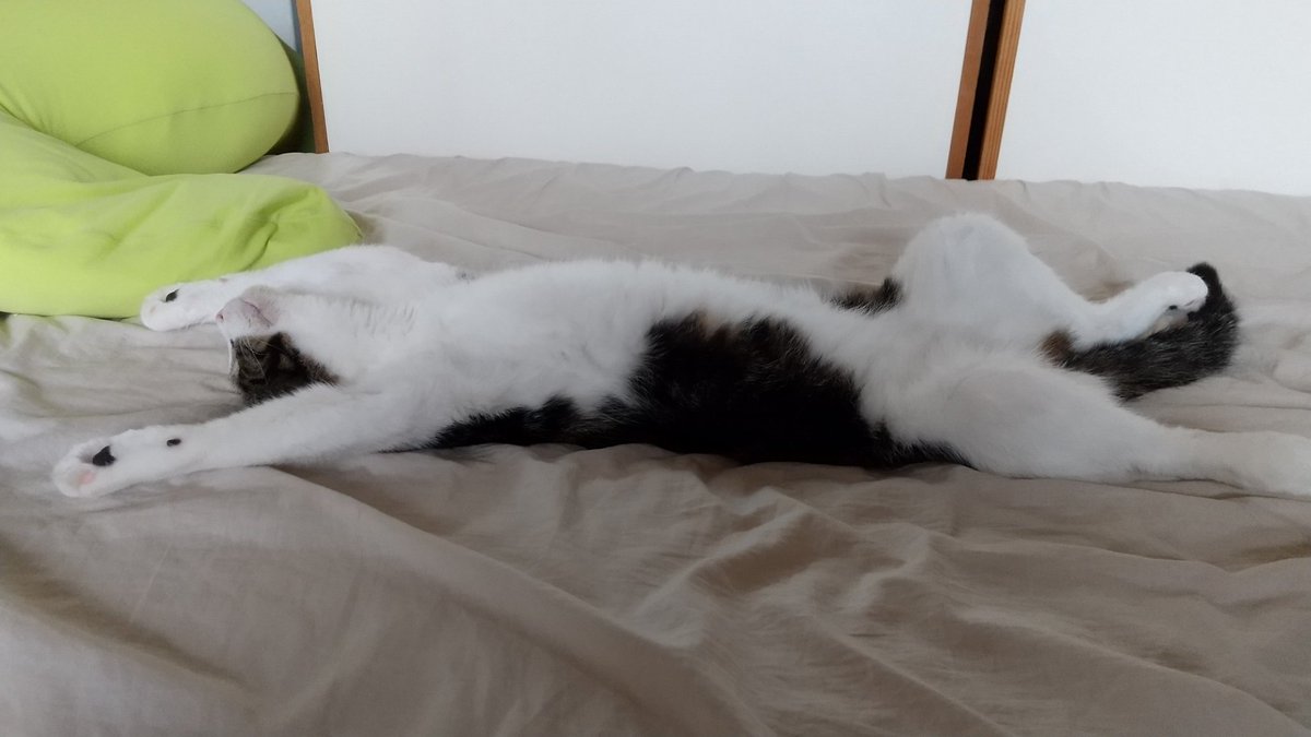 takenopris0ners's tweet image. 今日の朝猫

よくそんな格好で寝れるな💦
近付くとゴロゴロと喉を鳴らします。

#バンザイねこ #猫がいる生活 #猫のいる幸せ