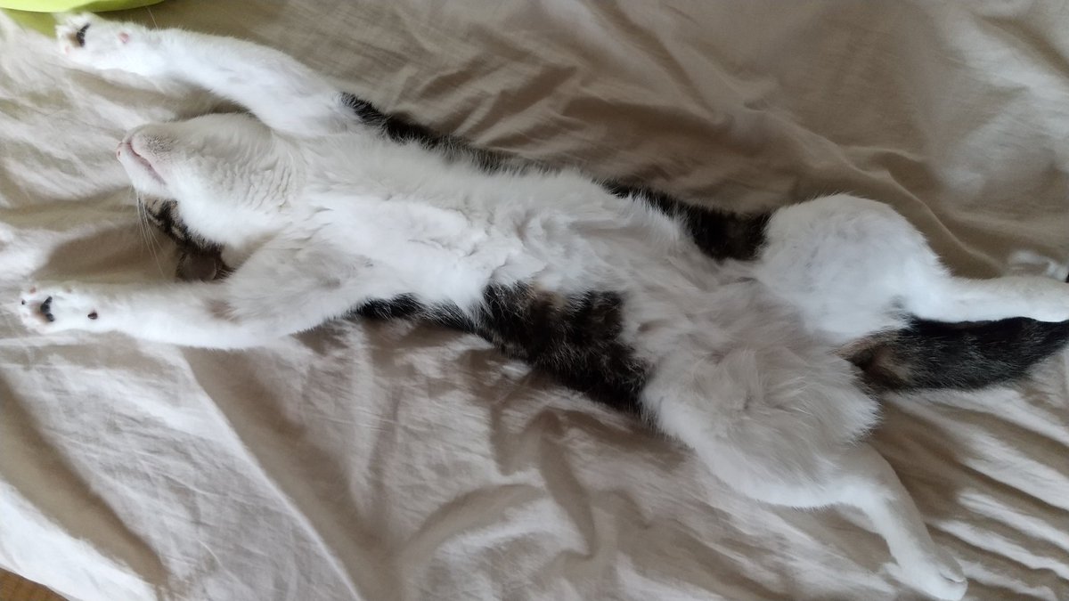 takenopris0ners's tweet image. 今日の朝猫

よくそんな格好で寝れるな💦
近付くとゴロゴロと喉を鳴らします。

#バンザイねこ #猫がいる生活 #猫のいる幸せ