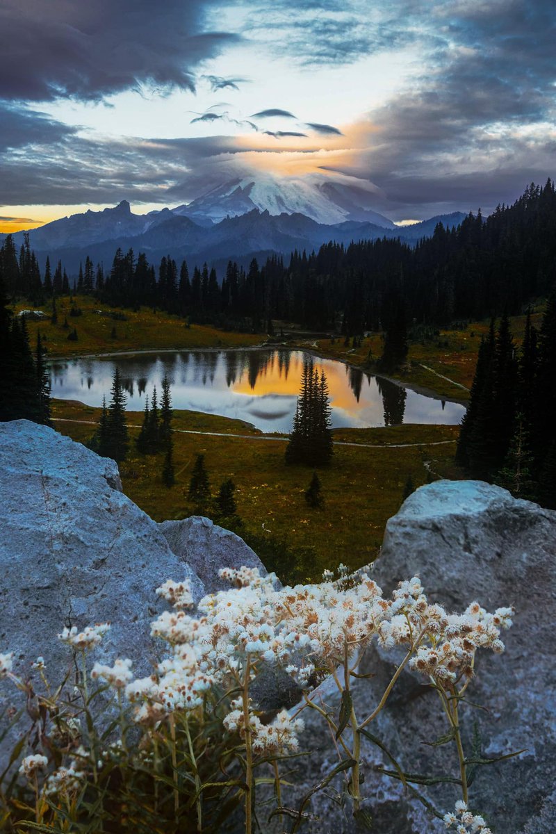 komonews's tweet photo. Rainier stands alone,
In the wild, a silent throne,
Nature's cornerstone.

🏔🌲🌼☁

📸 - Amber Braxton https://t.co/TcMf095K5w