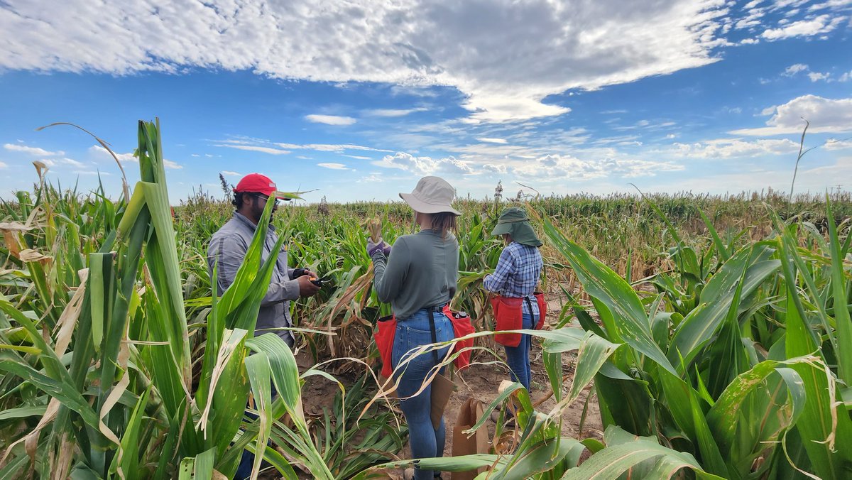 Saini DK tweet media