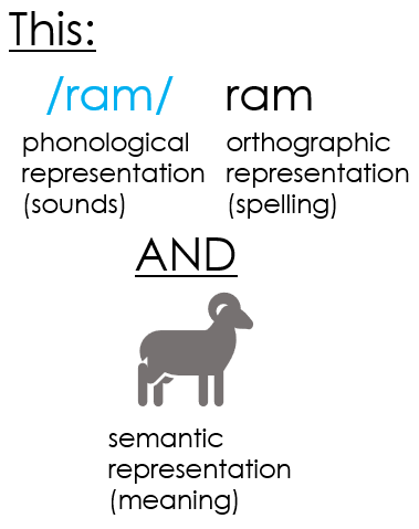 Ouellette and Fraser (2009): Children learned to recognize words they've never seen or heard before better if the words were taught with semantic information (definitions and pictures).  sciencedirect.com/science/articl…