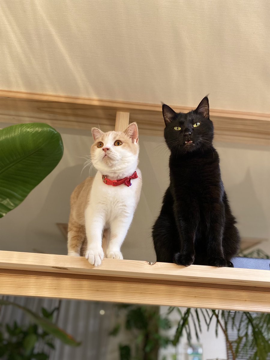 小さな相棒が出来て得意げな黒猫
