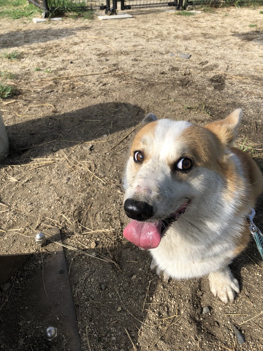 natsuo0617's tweet photo. ドッグラン楽しすぎて茶ばんだ犬😇 https://t.co/M4UCURAM3p