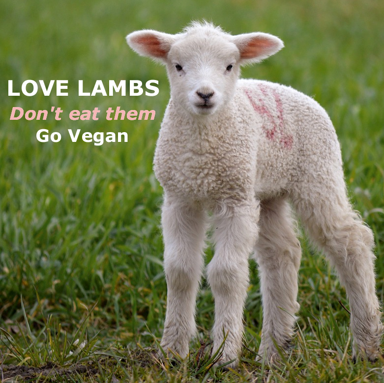 Love lambs. Don't eat them. #GoVegan