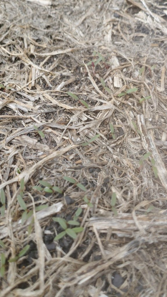 Chaveta4's tweet photo. Estuvimos de recorrida por el centro de ER. Barbechos largos a Soja. Gran sorpresa ver Amaranthus sp. floreciendo en tan pocos dias. Solo manchones y/o escapes pero muestran el potencial de la maleza. Y lo que viene. #Monitoreos
#EnElCampoConSyngenta
https://t.co/ZunwyKPsHg https://t.co/OFrpCPCPaS