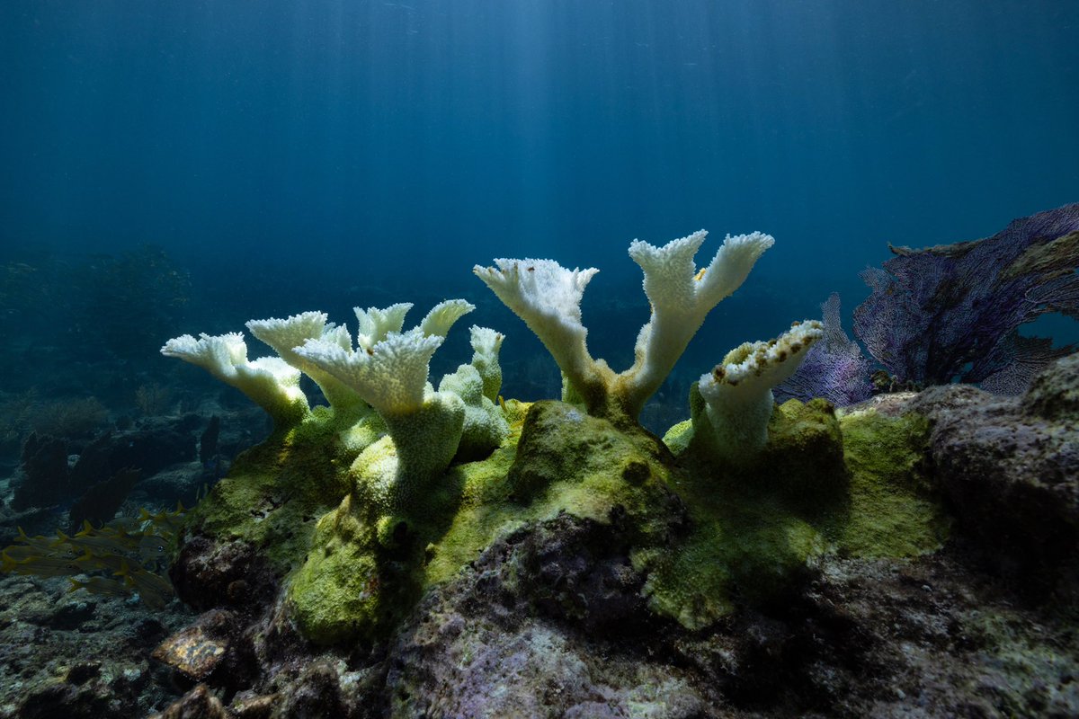 Protecting Coral Reefs with Bubbles  Stanford Doerr School of  Sustainability