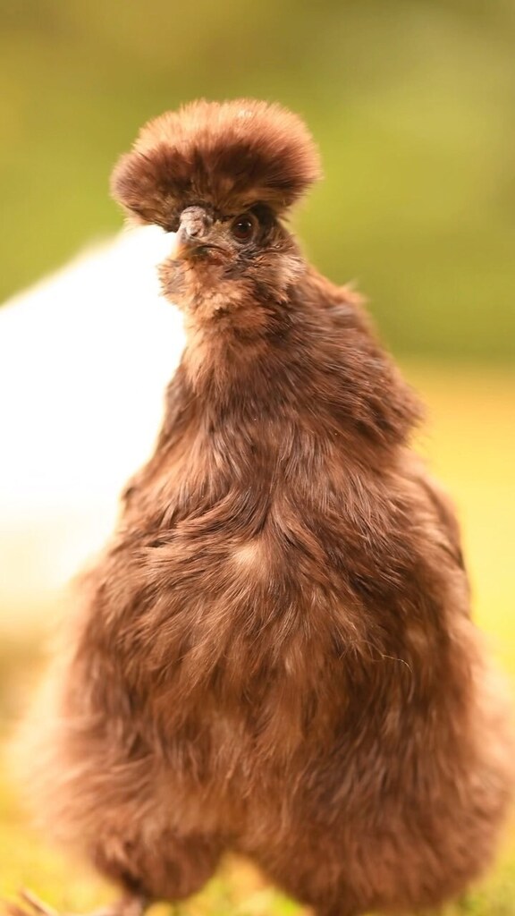 pocketmacro's tweet image. Sweet broody Blue is out of her nest again! Maybe she’s done being broody now 🤞🤣
#silkies #fluffychickens #broody #silkiechickenshttps://instagr.am/reel/Cxg0S_Dsac_/