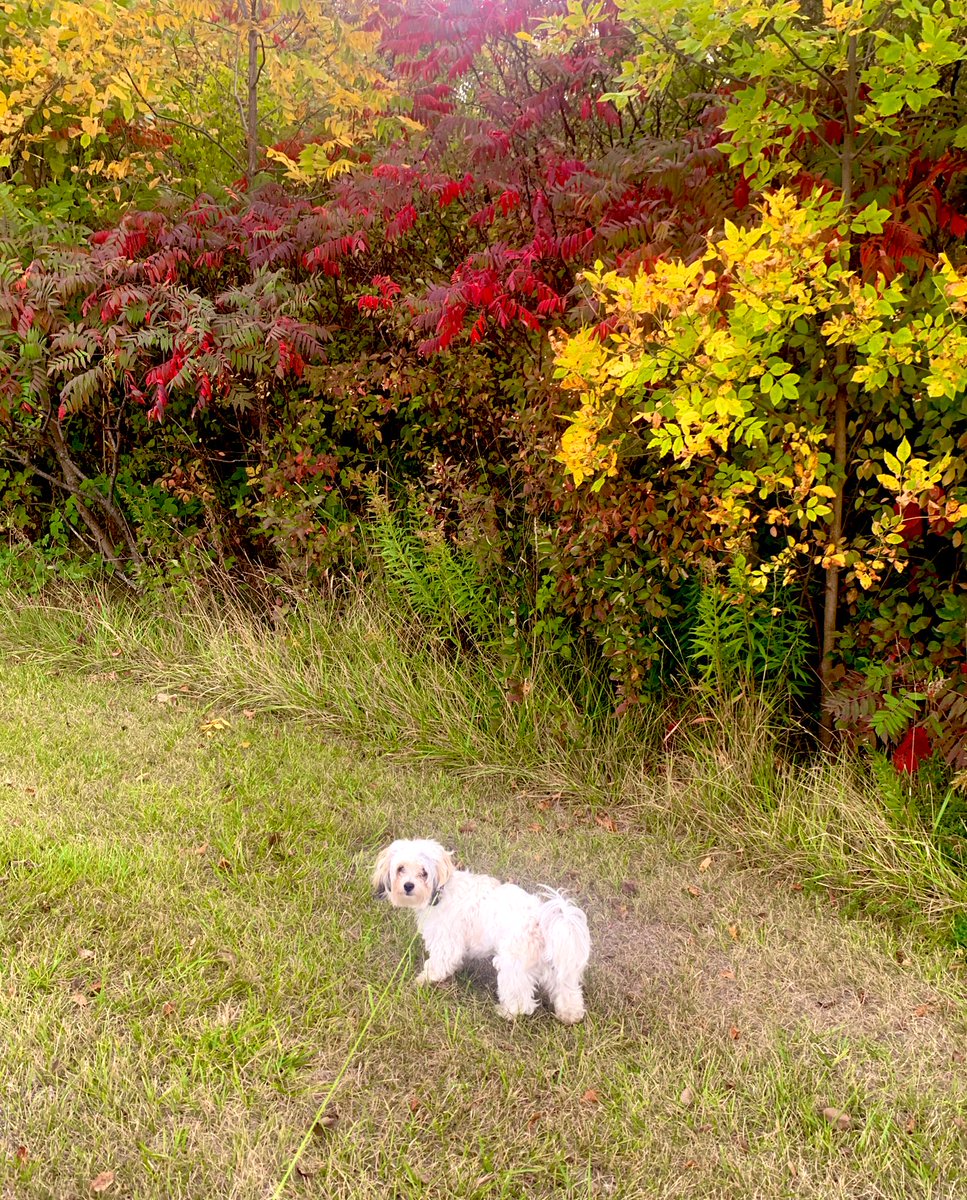 The leaves are starting to change 🍁