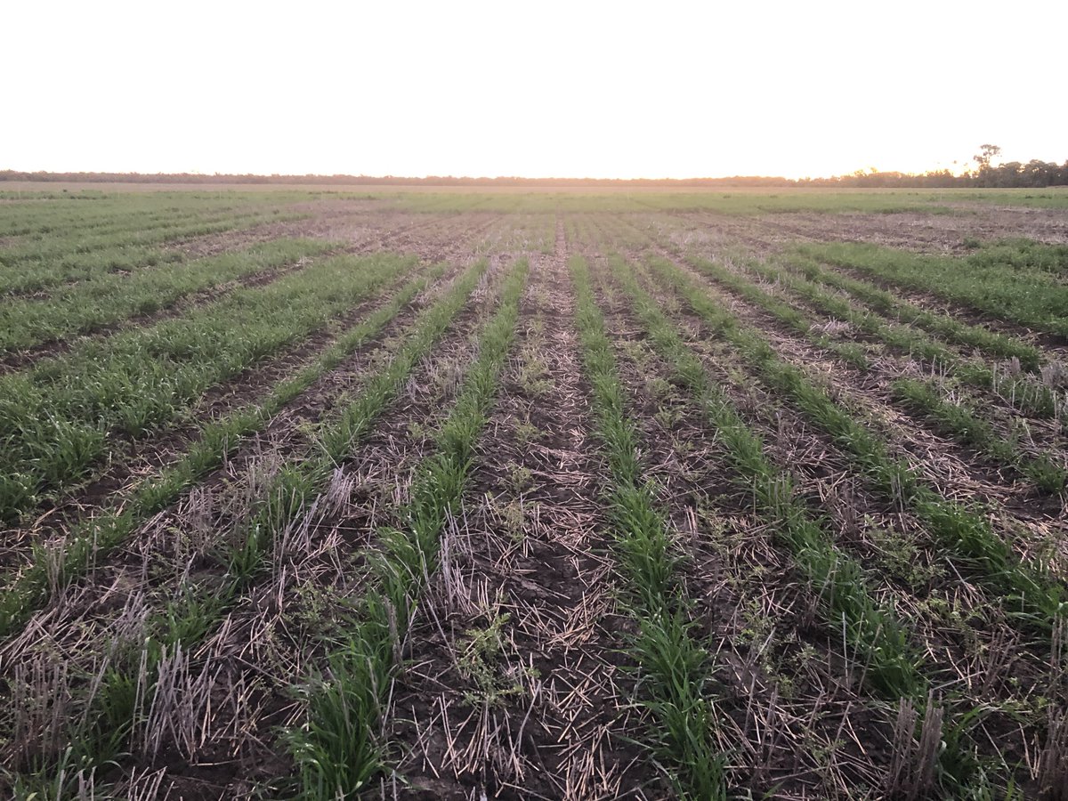theGRDC's tweet photo. 🌾Two seasons of data is showing that wheat and chickpeas can be grown together as companion crops without incurring a yield penalty: https://t.co/qbvrF1IEr7

@DAFQld | @FarmAgronomy 

📷 Andrew Erbacher https://t.co/QEE4OepvHQ