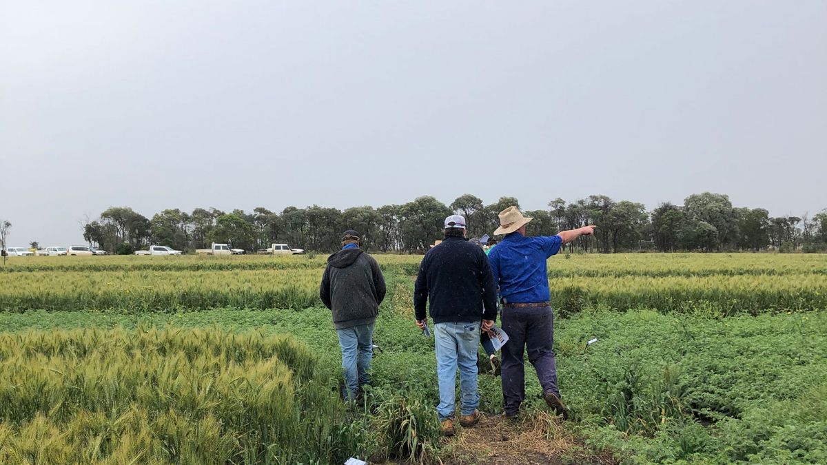 theGRDC's tweet photo. 🌾Two seasons of data is showing that wheat and chickpeas can be grown together as companion crops without incurring a yield penalty: https://t.co/qbvrF1IEr7

@DAFQld | @FarmAgronomy 

📷 Andrew Erbacher https://t.co/QEE4OepvHQ