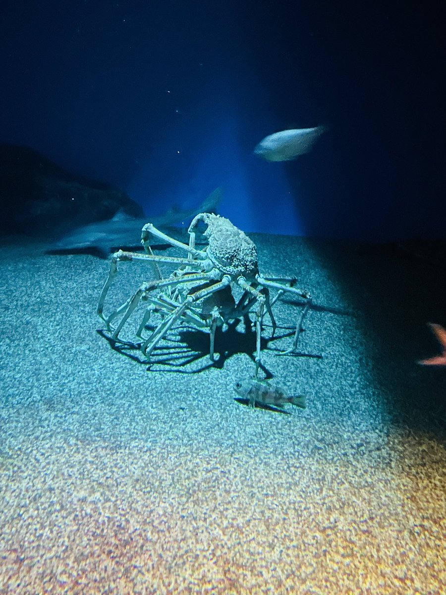 tatton5656's tweet photo. 水族館に���カニさんが🦀🦀笑 https://t.co/z2zshyfpa4