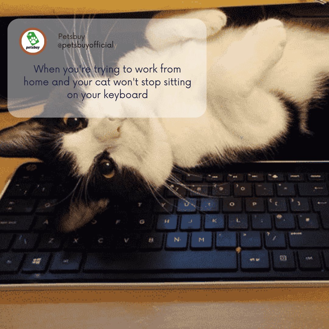 petsbuyofficial's tweet photo. When you're trying to work from home with a cat who won't stop sitting on your keyboard

#WorkFromHomeWoes #CatOnTheKeyboard
#FelineInterruption #RemoteWorkChallenges
#HomeOfficeDilemmas #KeyboardCat
#CatBoss #PurrProgramming #RemoteWorkLife
#CatsOfWorkFromHome #DeskCat #Working https://t.co/EDdUMo7By5