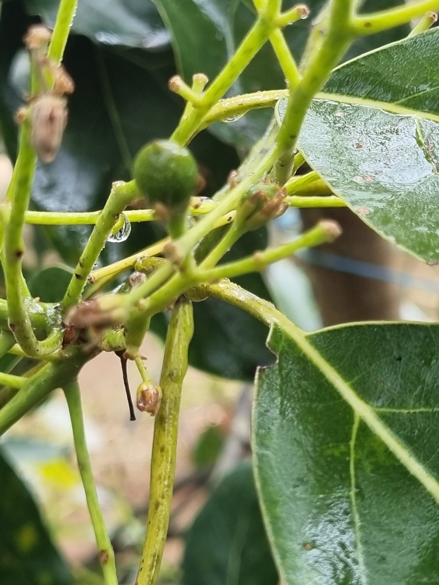 Baby food plants 

*Blueberry flowers
*Fingerlime flowers 
*Bubby avocados setting

Glorious day but nasty storm coming in now.
Blessings 💞