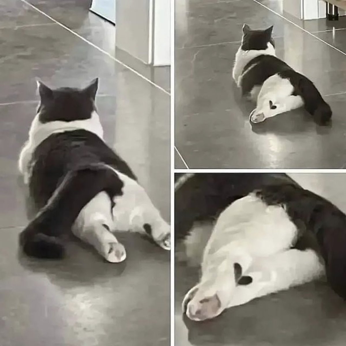 PostsOfCats's tweet photo. https://t.co/ScCggxjlOa