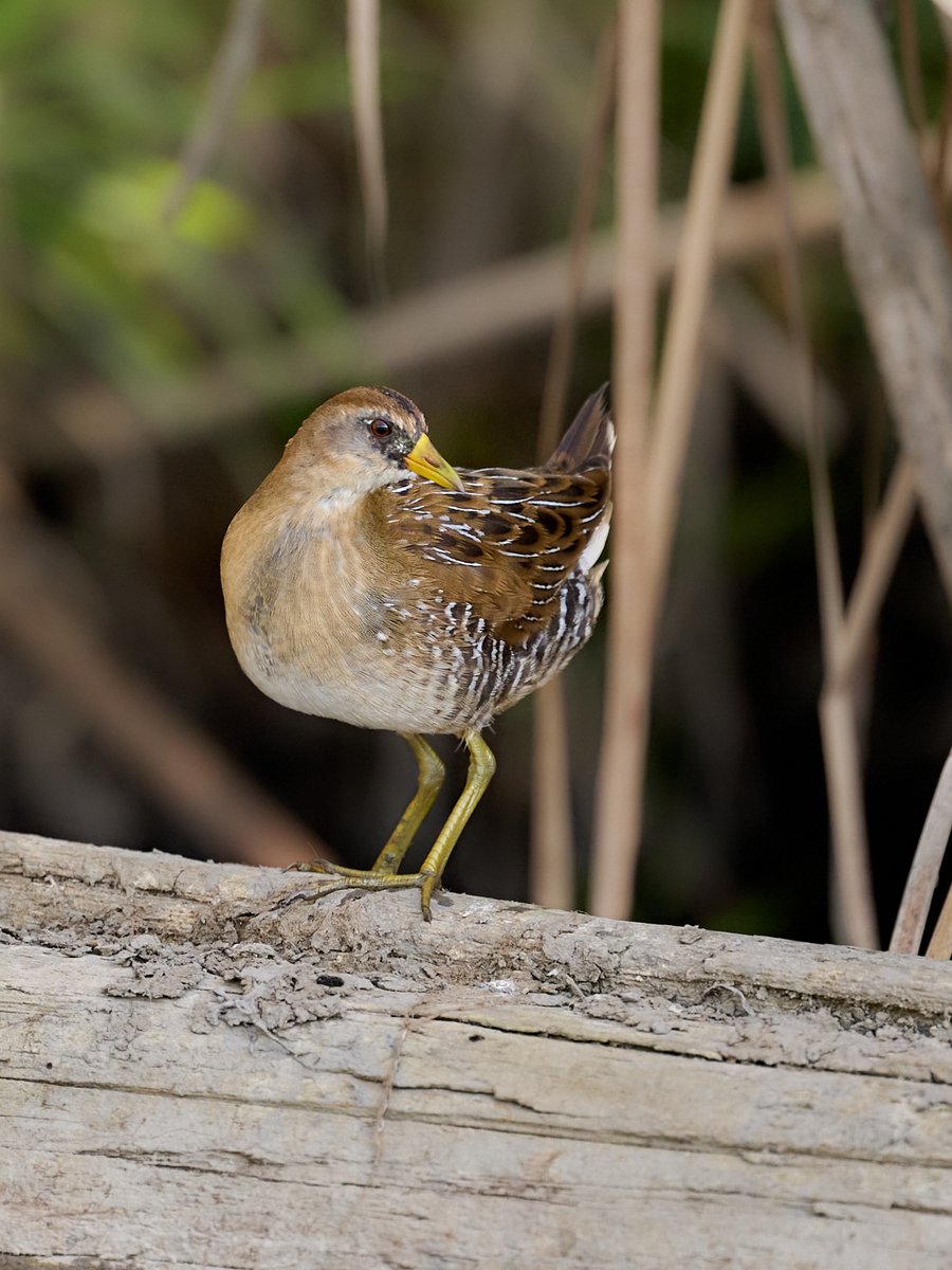 More often heard than seen, and rarely seen completely out of the cattails and rushes, the 𝐒𝐨𝐫𝐚 is highly secretive as it forages for seeds from wetland plants and aquatic invertebrates. It is the most abundant and widespread rail in North America.

#urbanwildlife #rail #sora