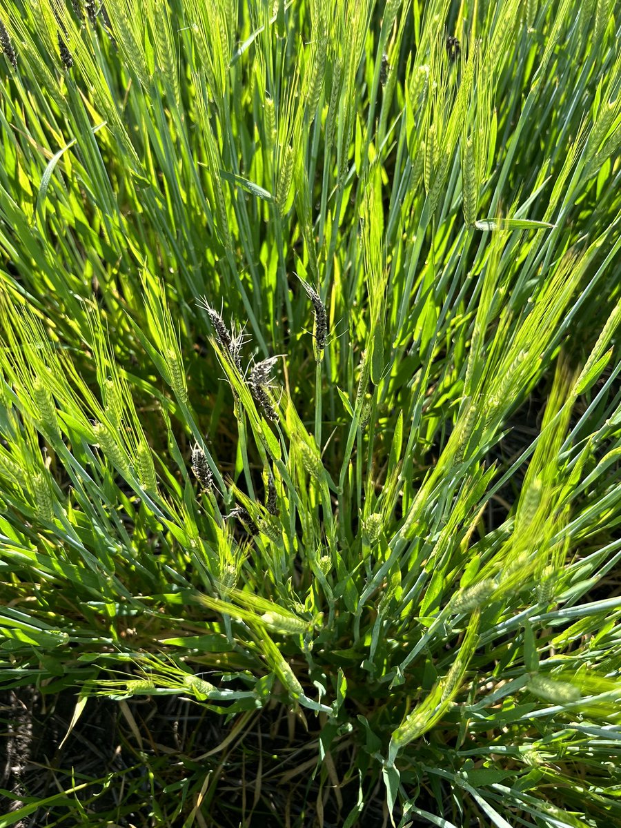 Thomas Vearing tweet media