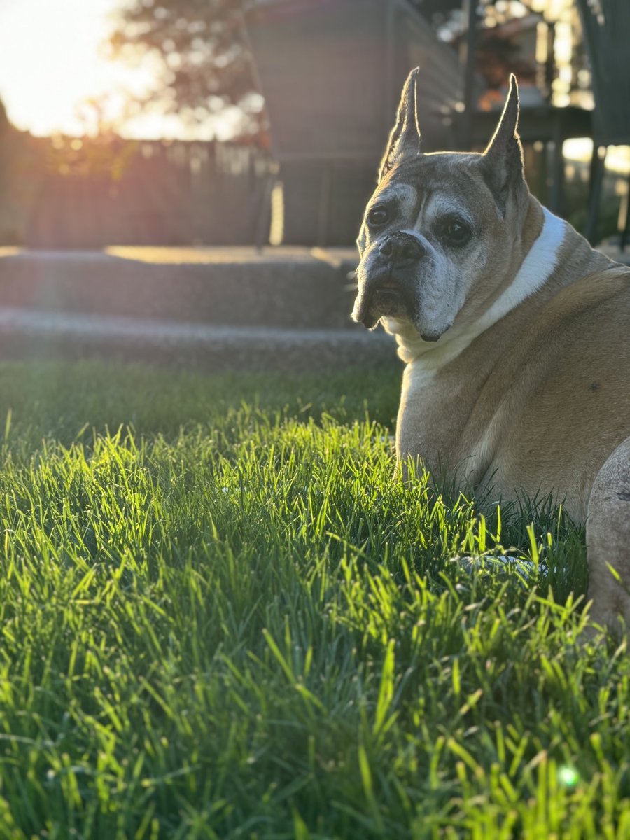 He is good boy keeping an eye on #LeonattiFarms2.0  ⁦⁦<a href="/beanz143/">Michelle Beeney Leonatti</a>⁩