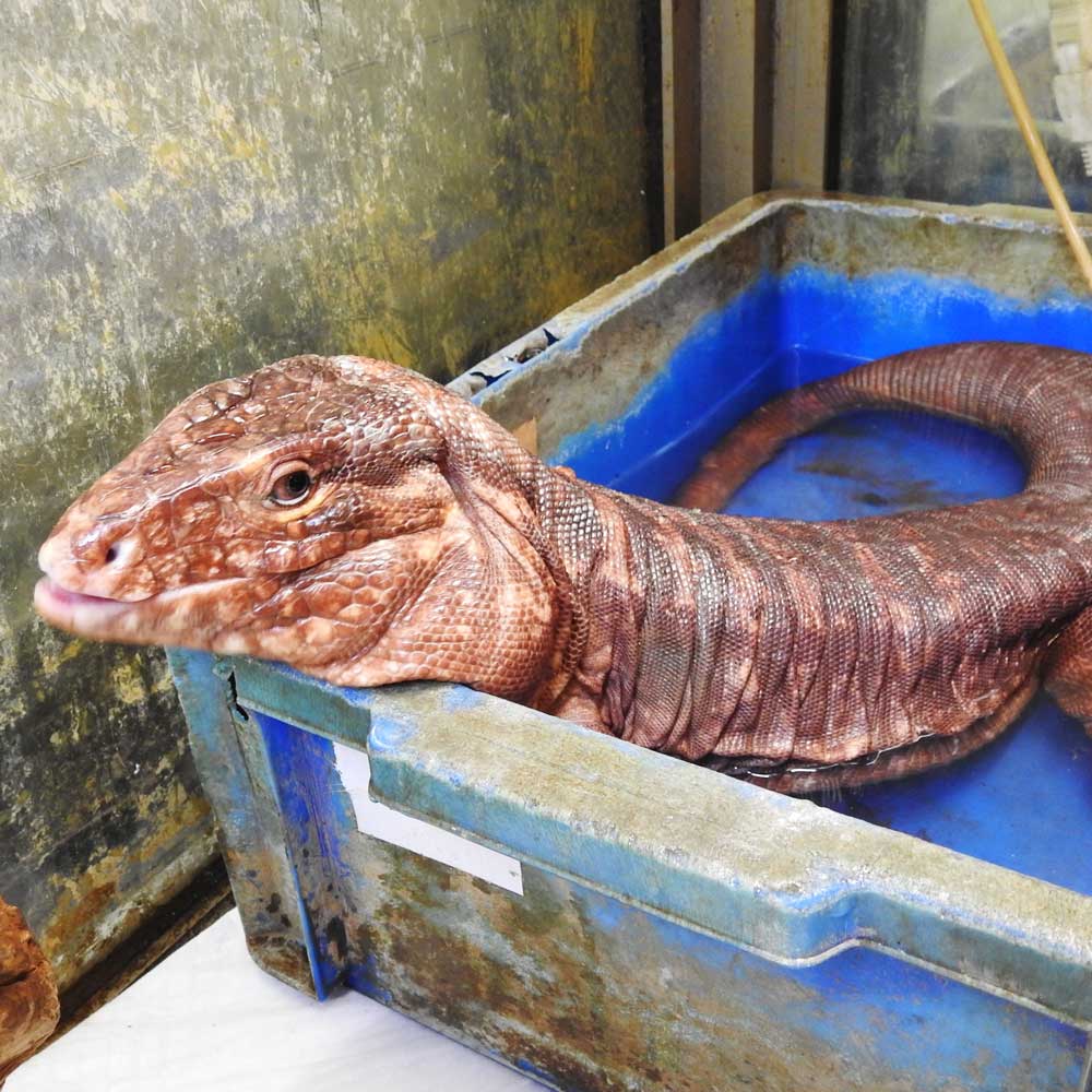 reptilescafe's tweet photo. 雨が降ったり止んだりの横浜
お店は営業中(11時〜18時、入店17時頃まで)です
写真は
水換中に水入れを破壊しに来た #アルゼンチンレッドテグー さんです
#爬虫類カフェ #reptilescafe #レッドテグー #テグー #RedTegu #Tegu
#保護ペット #保護爬虫類 #ProtectedPet #ProtectedReptiles https://t.co/9V7CGSaxFT