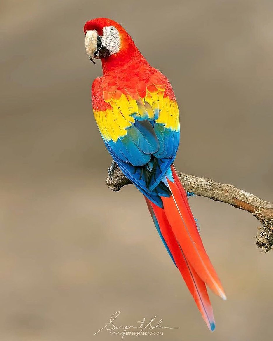 Scarlet Macaw By supreet_sahoo ❤️💛🧡