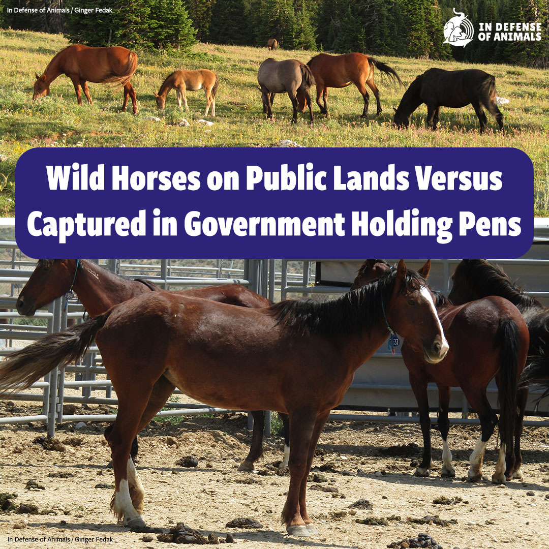 For this National Public Lands Day, stand up for #WildHorses and #Burros and our public lands. Make your voices heard to stop the eradication of wild equids on the ranges where they belong. #StopTheRoundups #IStandWithWildHorses
Pls RT & support our work bit.ly/3ruE3zN