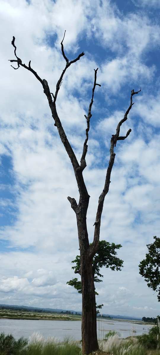 जीवनमा सँधै हरियाली मात्रै कहाँ सम्भव छ र ? रुखजस्तै तिमी हामी पनि सुक्नु छ एकदिन ।