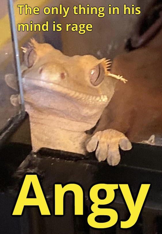 Geckos Daily🦎 (@geckosdaily_) on Twitter photo 