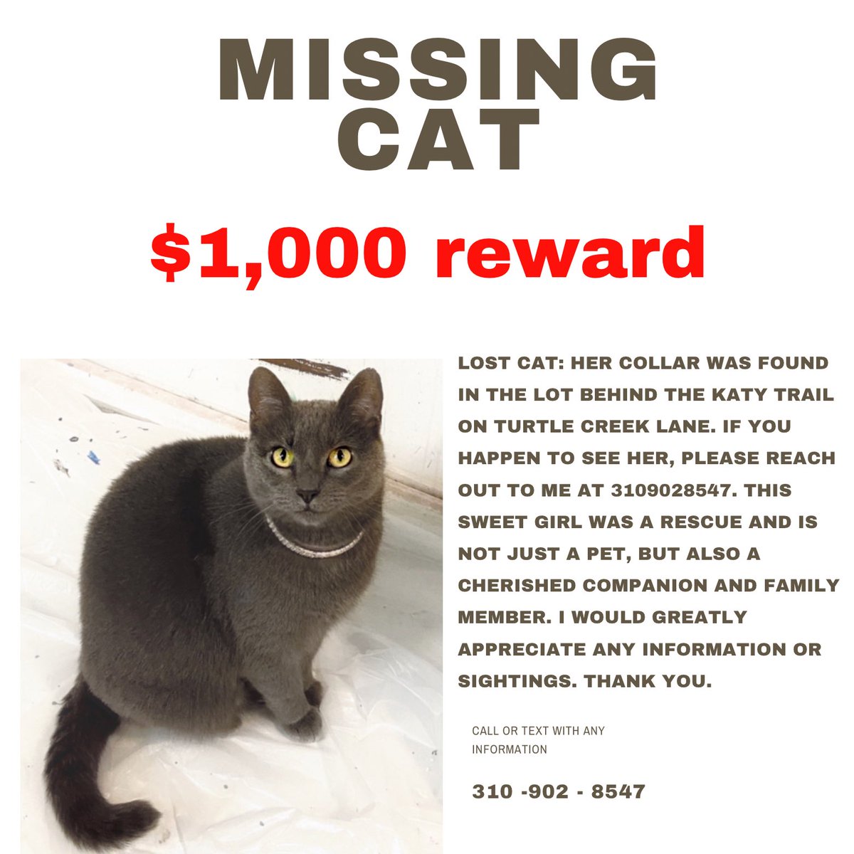 I have lost my beloved cat, Vivian. I am heartbroken 💔 Please help me bring her home. #dallastexas