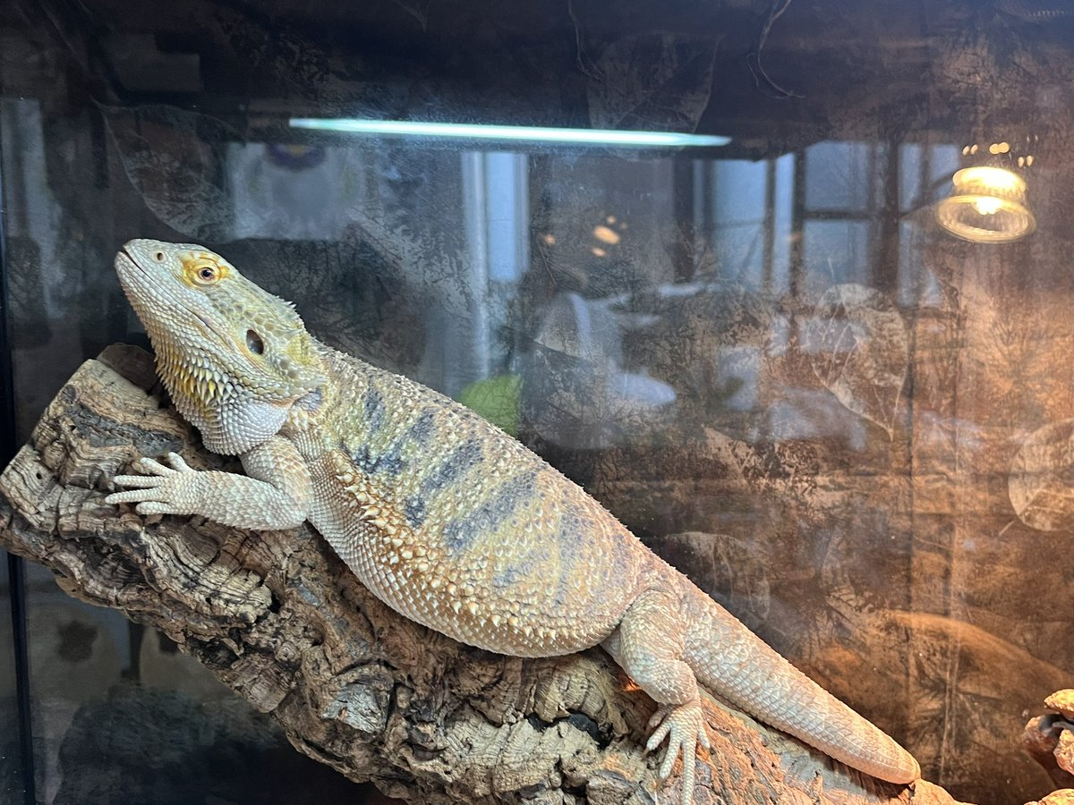 #フトアゴヒゲトカゲ
#beardeddragon
#ハイポイエロー
#ハイポレッド