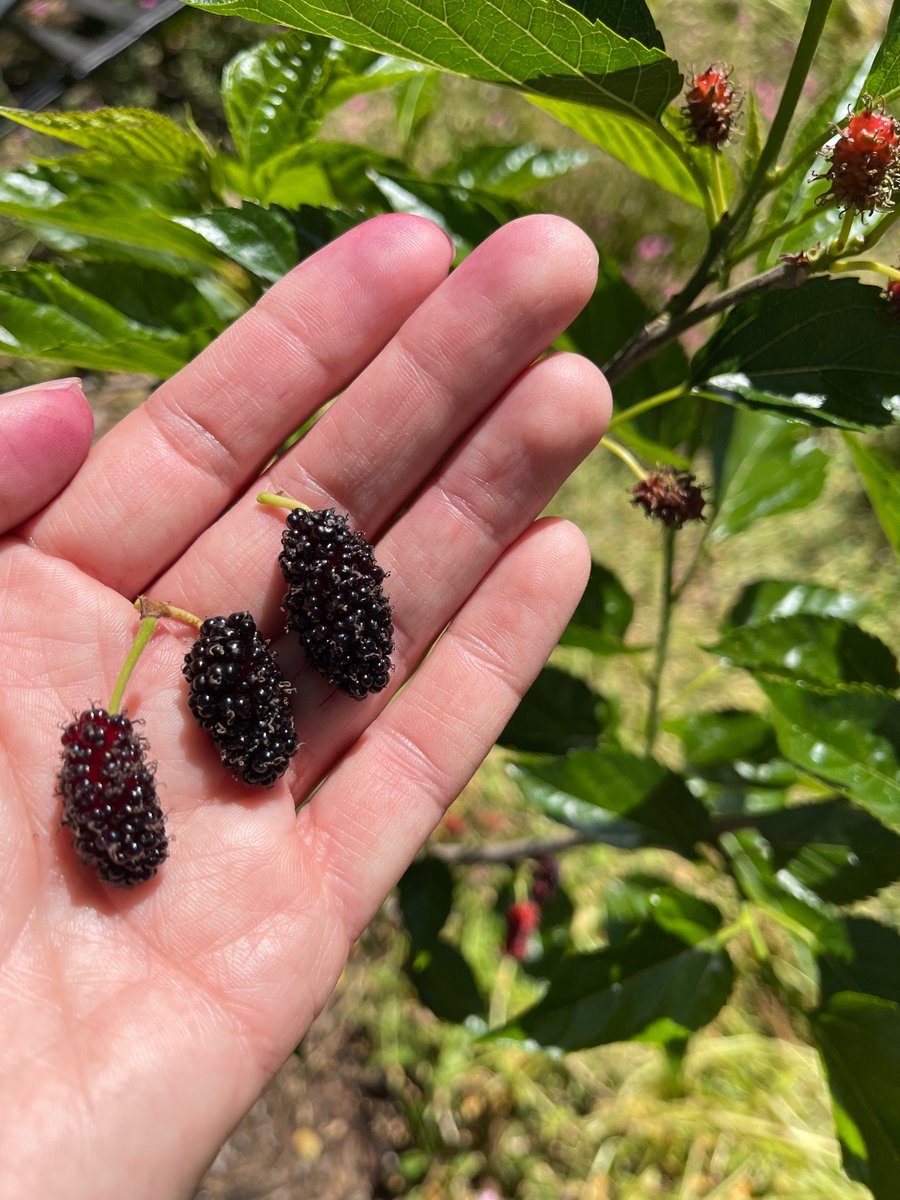 AlisonMunzer's tweet photo. Yay Mulberries! Twice as big as last year’s berries and more of them! https://t.co/1cvQDsBFJo