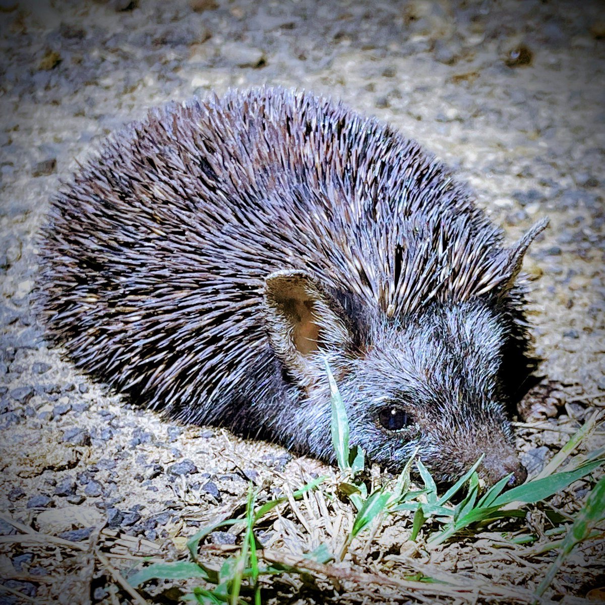 🦔 Amidst the avian wonders of Gujarat's passage migration, I had an unexpected encounter with a hedgehog yesterday. 🌿 This little creature was injured and unable to move, its left leg damaged. We carefully relocated it to the safety of a nearby field. Moments like these