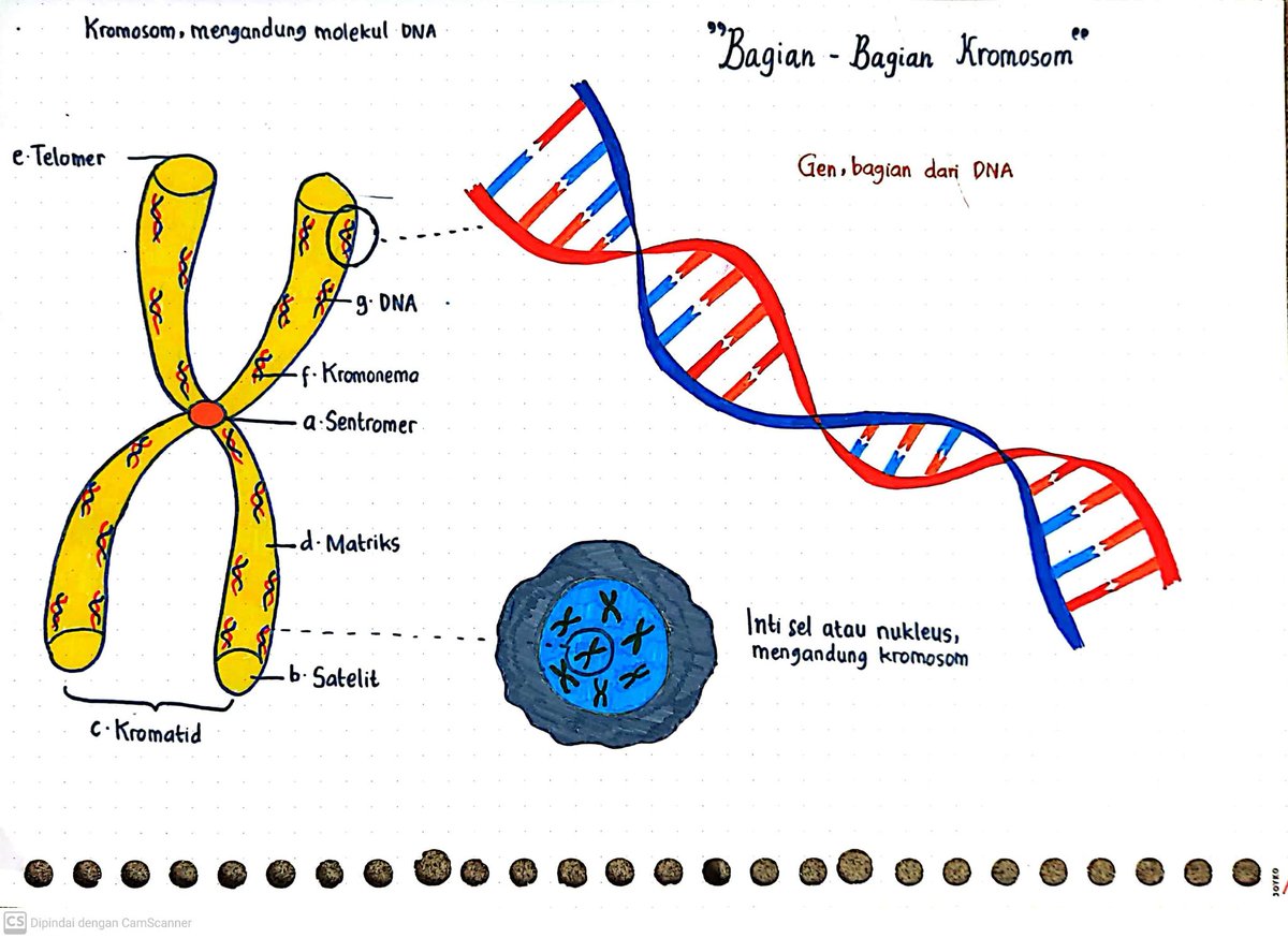 Privatalfaiz's tweet image. Selamat pagi guys 🌞
Hari ini aku mau share catatan biologi nih tentang Bagian-bagian Kromosom 🧬

Boleh disave ya guys, buat nambah catatan kalian 🤩