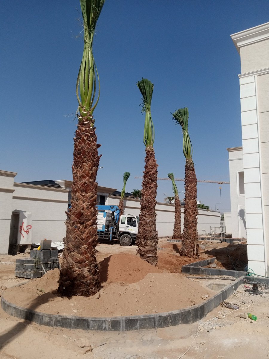 واشنطونيا 5م 💪