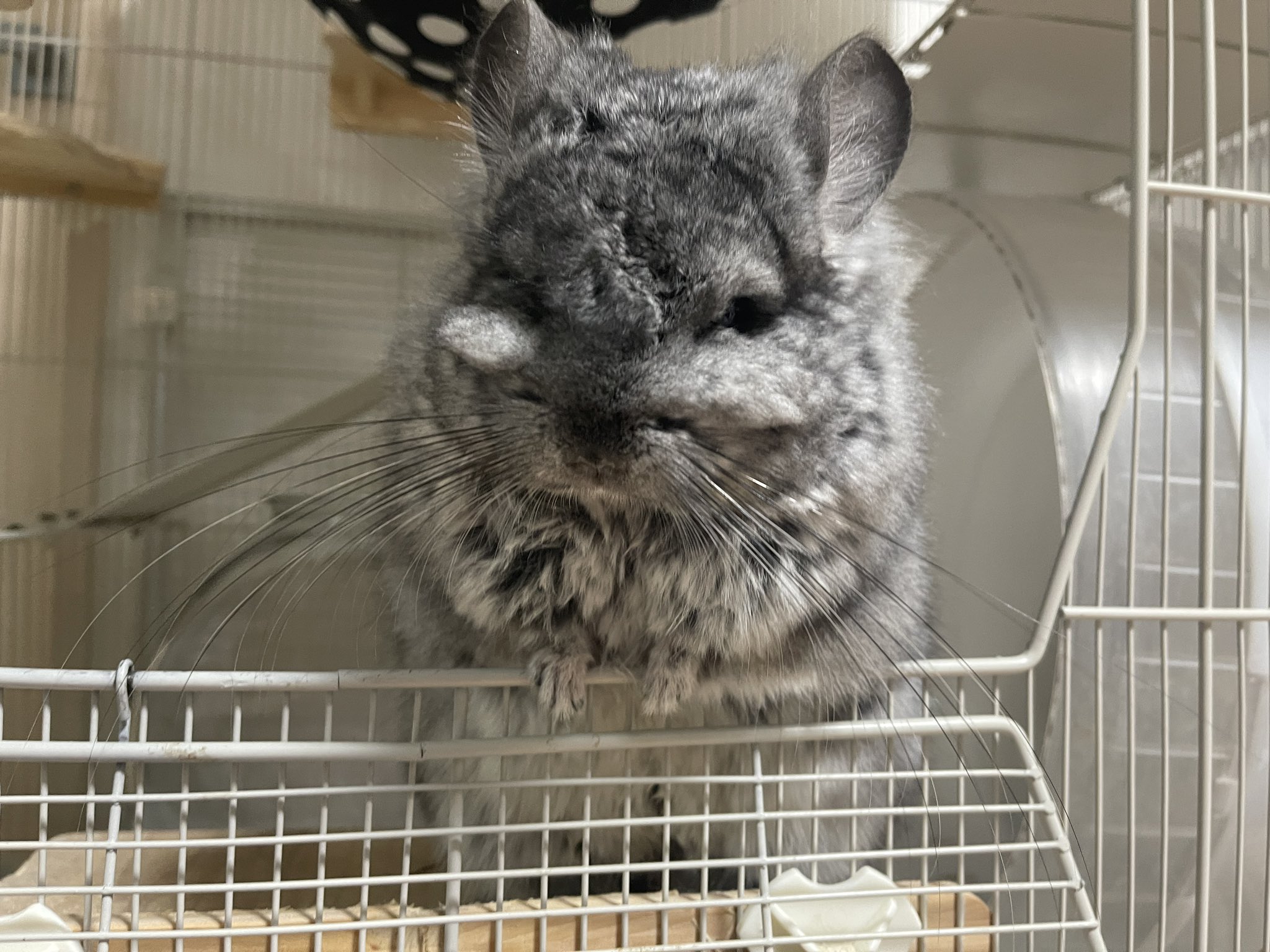 🦎🐹こうちゃがーでん🐍🐁 on X: 
