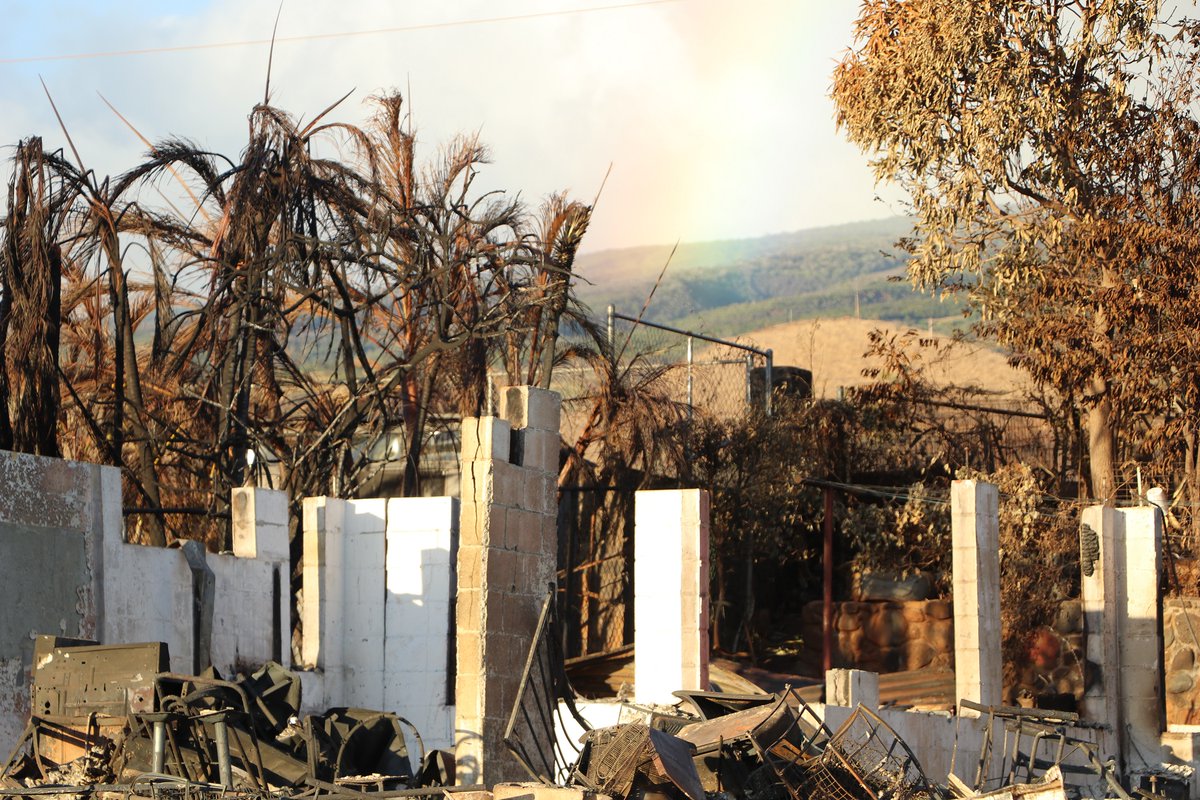 The @conservators will present 3 free informational webinars on health & safety and collections fire salvage. 9/25, 10/3 & 10/4 Info/register: tinyurl.com/3keas2s6 (Photo courtesy DLNR of Lahaina fire aftermath.)