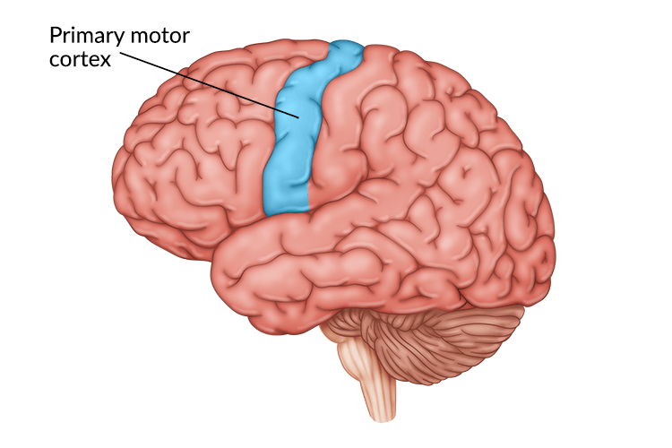 AraEsquives's tweet photo. Primary motor cortex, situated in Brodmann area 4, sends most electrical impulses coming out of the motor cortex. The primary function is to generate signals to direct the movement of the body. 
@ItzaFM @ensjedumx
#ENSJ #EFLit #Normalistas #FunctionoftheMotorCortex https://t.co/8HVTvsTVdo
