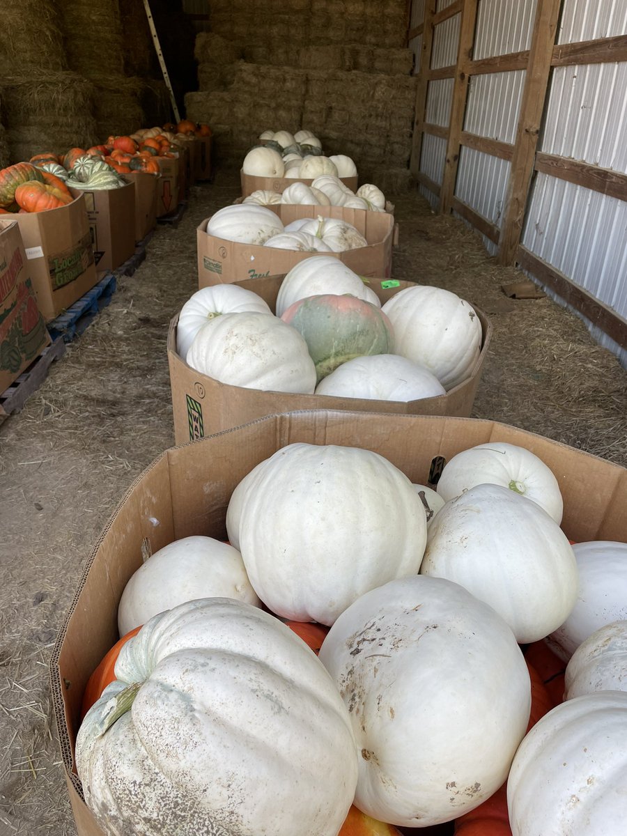 Farm visits are my favorite part of my job.  We have some great local pumpkin farmers.