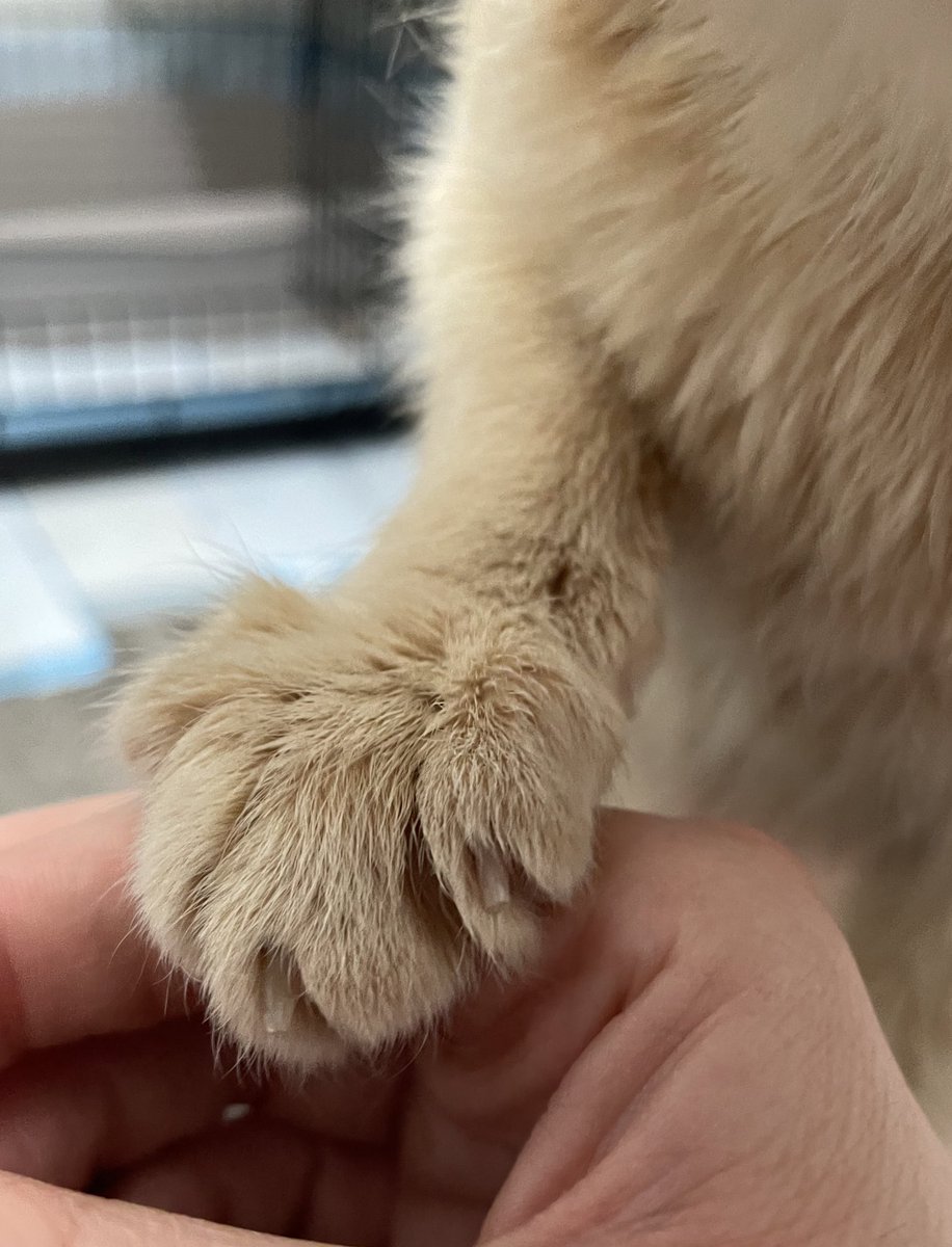 feederofcats tweet picture