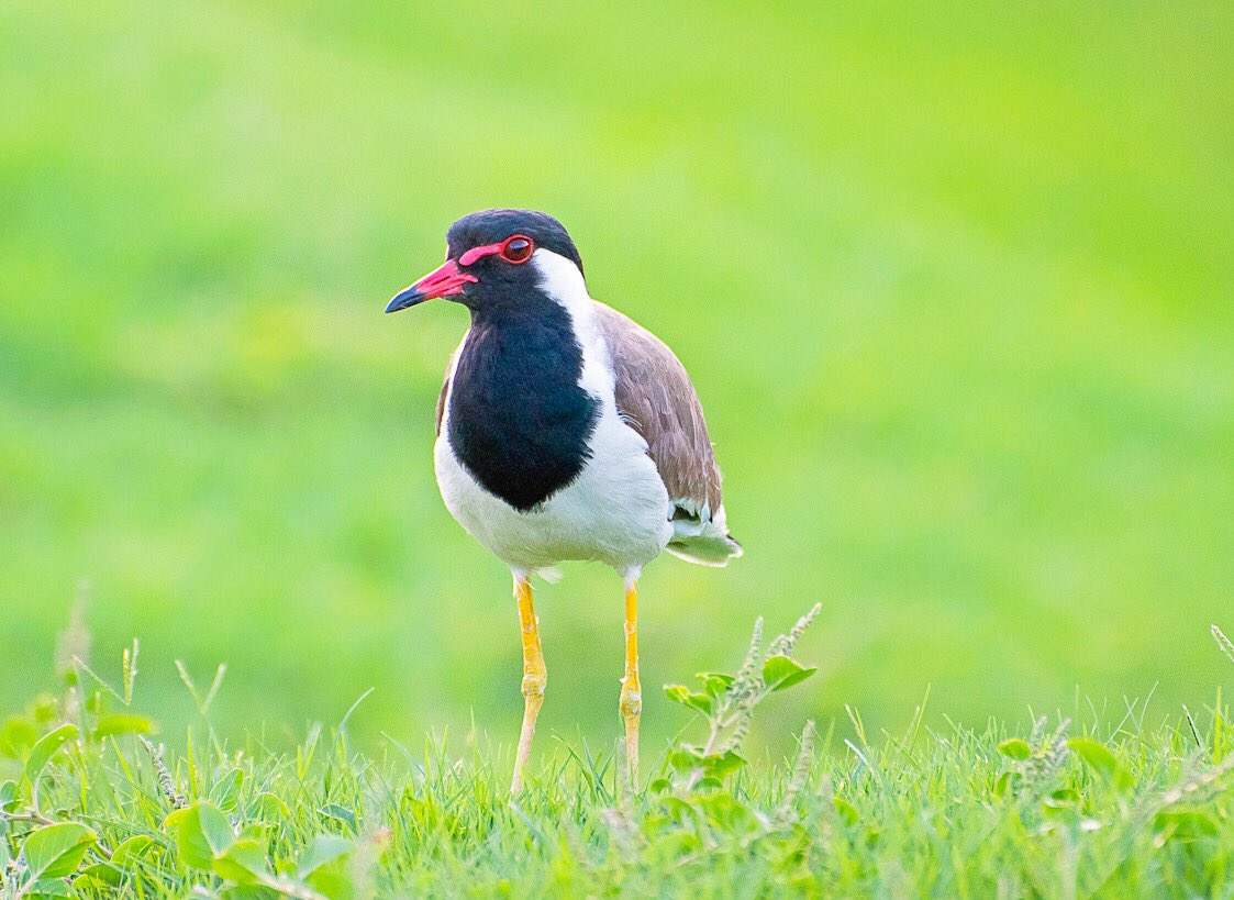 chandanaroy24's tweet photo. The #RedWattledLapwing, titahari in Hindi. Extremely wary of humans, they momentarily freeze and then fly away, giving shrill alarm calls that sound like “did he do it?”
#BirdsOfUAE #BirdsOfTwitter #nature #birdwatching #birdphotography #IndiAves #natgeoindia #BBCWildlifePOTD https://t.co/VVVGZ87ZOO