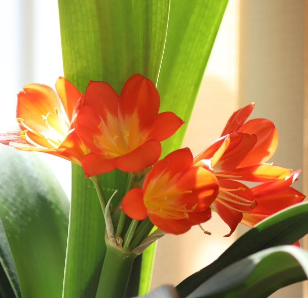 울집 군자란~♡

여섯송이가 
모두 활짝 피었다

총 여덟송이중에
초기에 잎새에 끼여서
두송이를 잃었지만
오늘 아침
여섯송이는 찬란하게
햇살을 품고 피어났다