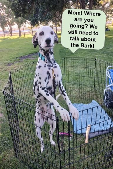 BarkatthePark's tweet photo. October 7, 2023 Bark at the Park!  Sgt Steve Owen Memorial Park, Lancaster, CA #lancasterbarkatthepark2023 https://t.co/455J9rtIMQ