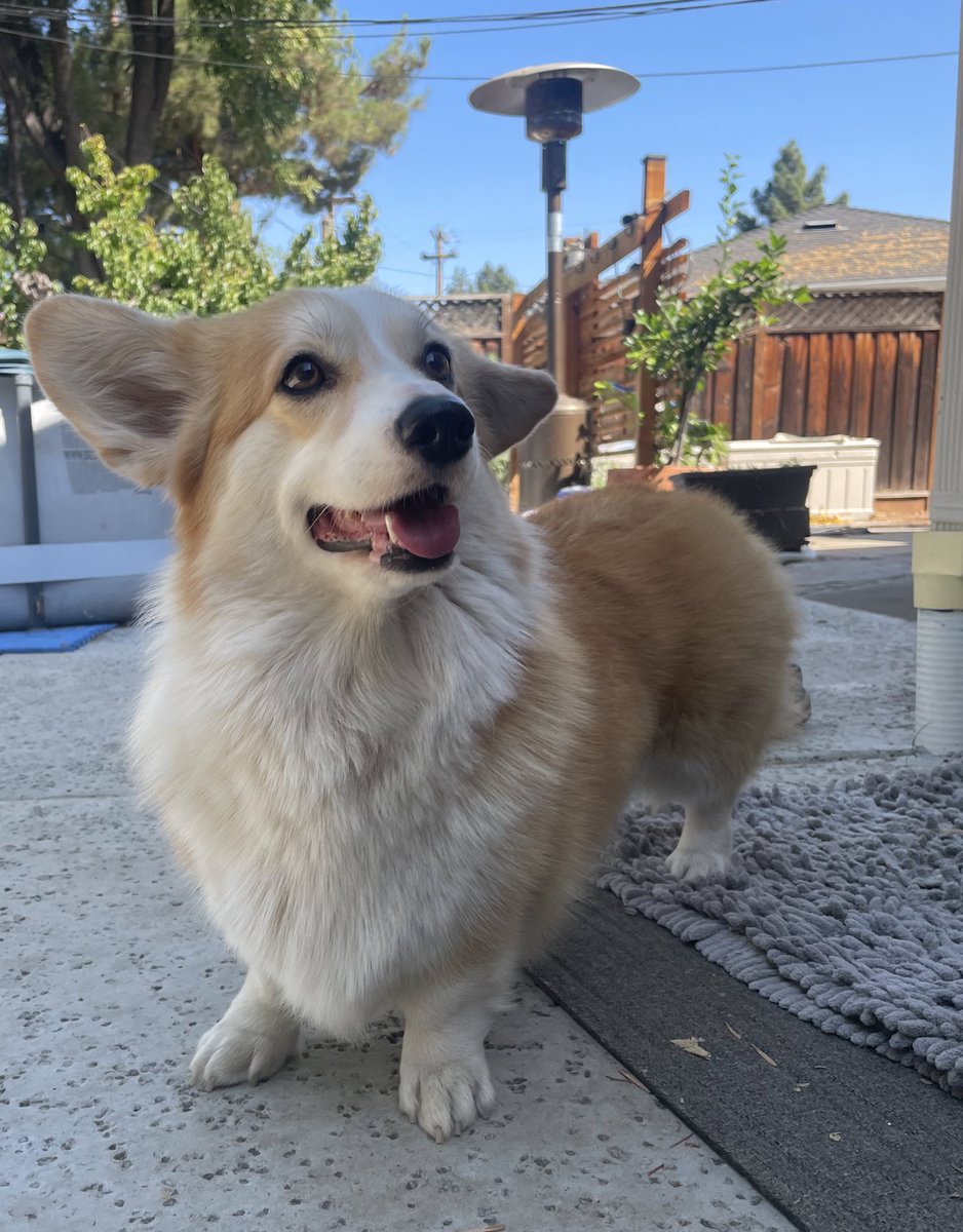 We made it. 

Today is Friday and the weekend is finally here. I’m so happy y’all 

#CorgiCrew