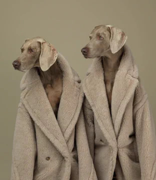 An iconic collaboration. Artist William Wegman's Weimaraners, a staple of his work for more than 50 years,#MaxMara In celebration of the #MaxMaraTeddyBear jacket.