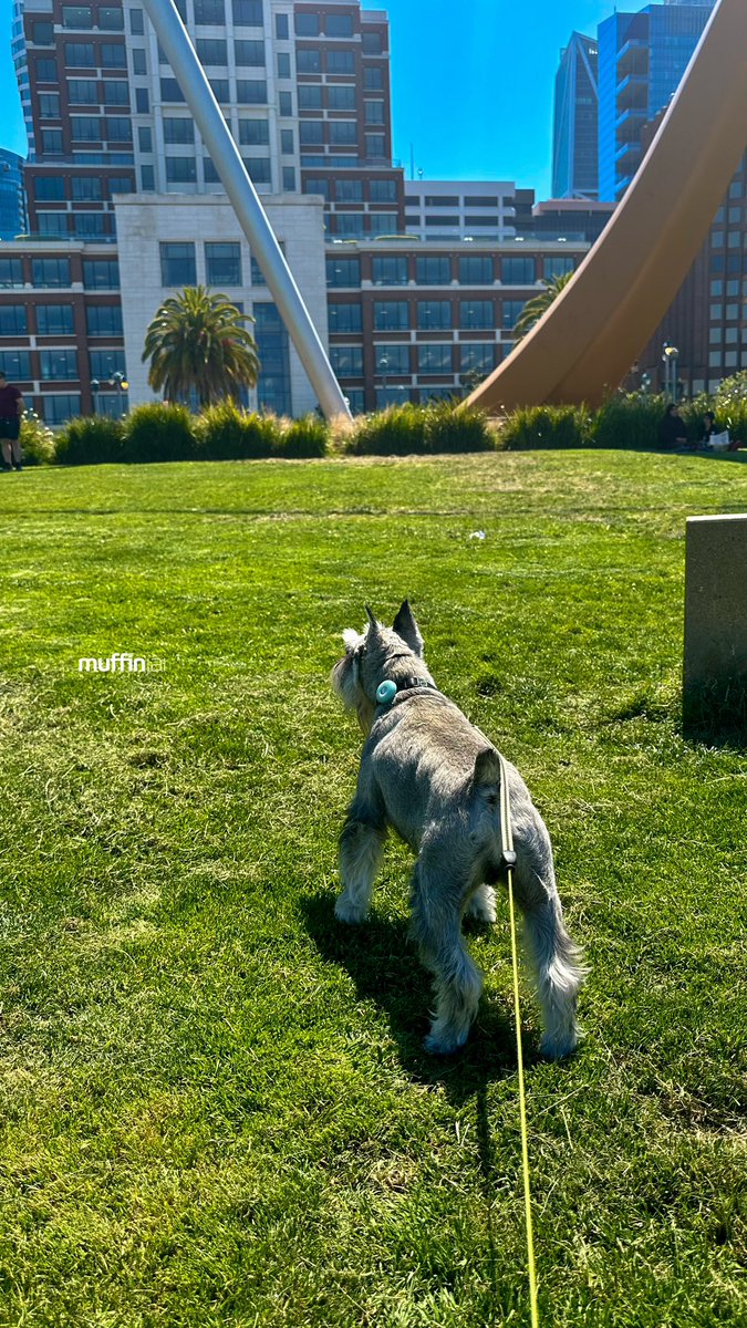 muffinjai's tweet photo. πΉ Cupids arrow π #RinconPark π #SanFrancisco #SanFranciscoDogs #DogsOfSanFrancisco #SFDogs #DogsOfSF πΆπΎ #MiniatureSchnauzer #Schnauzer https://t.co/PZgAZHyEqB