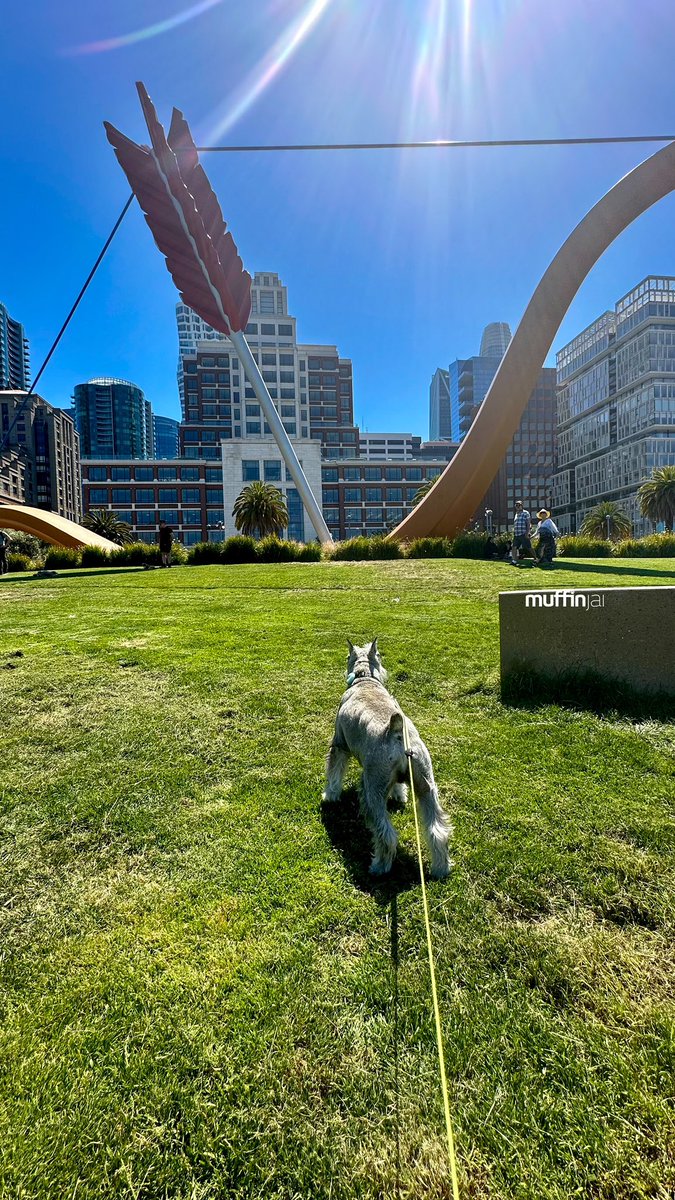 muffinjai's tweet photo. πΉ Cupids arrow π #RinconPark π #SanFrancisco #SanFranciscoDogs #DogsOfSanFrancisco #SFDogs #DogsOfSF πΆπΎ #MiniatureSchnauzer #Schnauzer https://t.co/PZgAZHyEqB