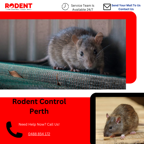 Rodent Control Today (@RodentToday) / Posts / X