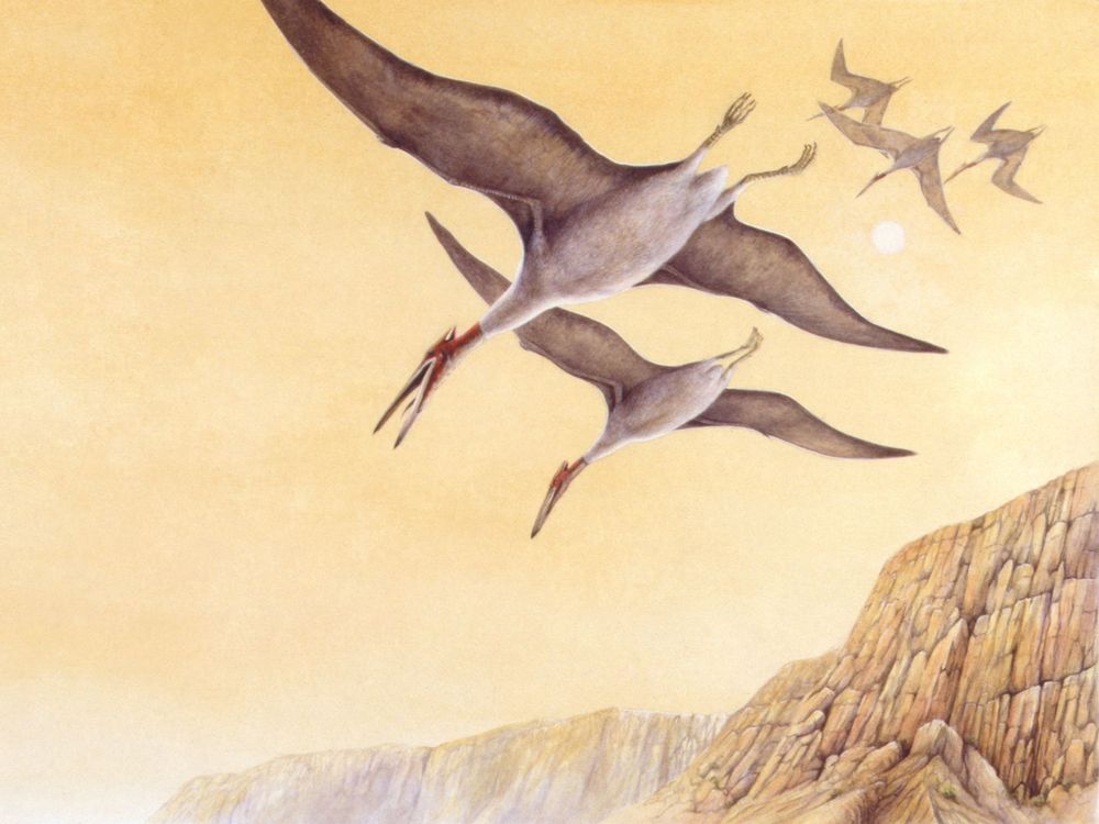 CaraSantaMaria's tweet photo. Cracking the secrets of ancient flying reptiles: How pterosaurs might inform the next generation of flight.

#Pterosaurs #Reptiles #QR #AncientAnimals #Flight #Fliers #FlyingAnimals #Aerodynamics 

https://t.co/MBWKWTudtN via @Laelaps https://t.co/6rFZwmuaSB