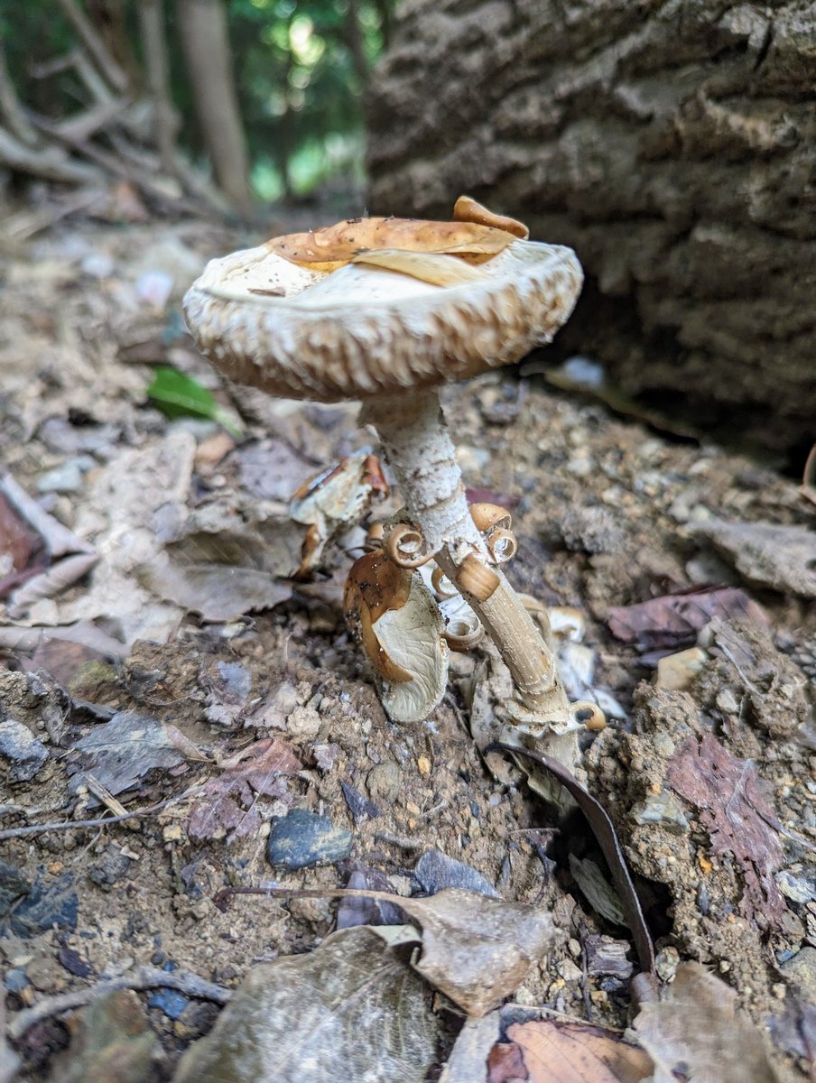 rpec09's tweet photo. Lovely mash rooms during #hiking #TeamPixel #pixel7pro https://t.co/cANVasHWFM