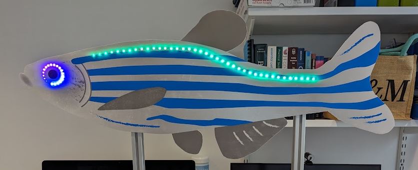 #DoorsOpenDay prep crisis solidarity!
Had a late night coding session to get our interactive Build A Gene zebrafish running.
Here's a final sneak peek of half of it. If you want to see and experiment with the rest you'll need to get to the <a href="/EdinUni_IGC/">Institute of Genetics and Cancer</a> today!