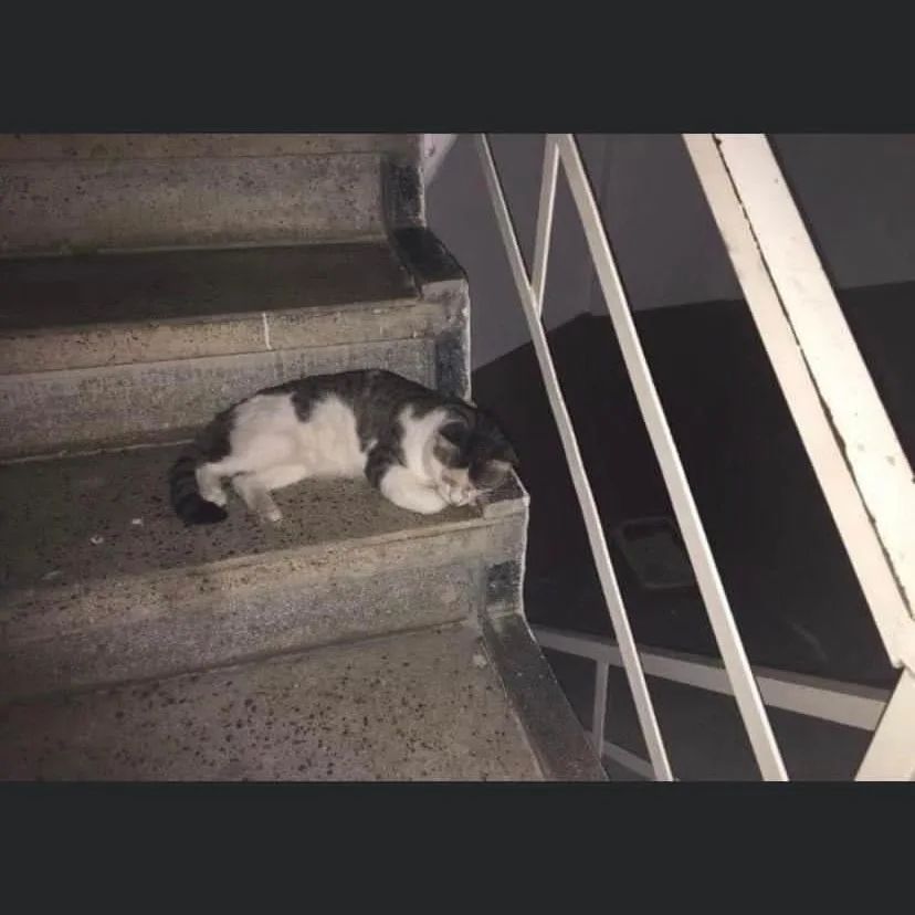 patiarkadas's tweet photo. Kör bir kedi bu merdivende yaşıyormuş Ama bu binada 20 güne kadar yıkılacakmış bir yuva çıkar mı 🥺
Antalya 

İnstagram @halil_ulu_antalyahavansever 

#sokakhayvanlarısahipsizdeğildir https://t.co/fc4FNyWFIY
